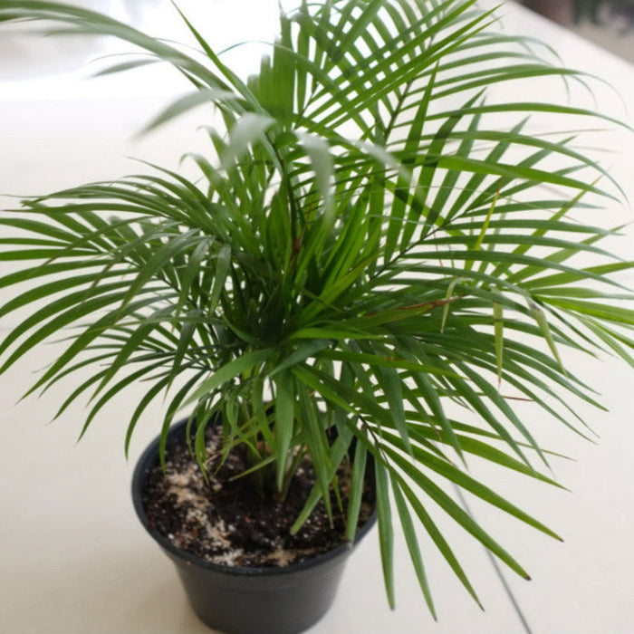 Chamaedorea Seifrizii/Bamboo Palm - Indoor Air-Purifying