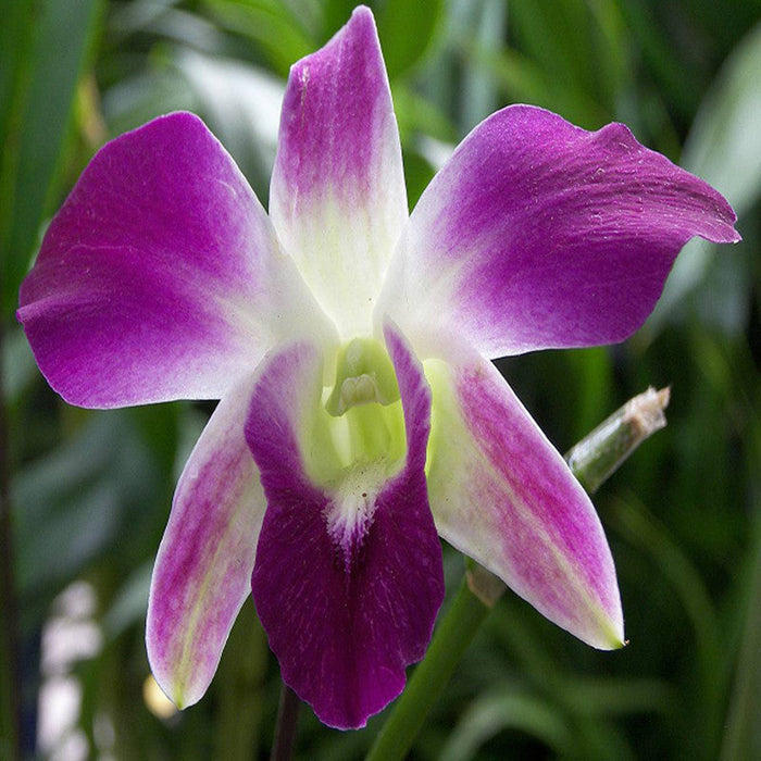 Dendrobium Orchid- Purple- Flowering Plants