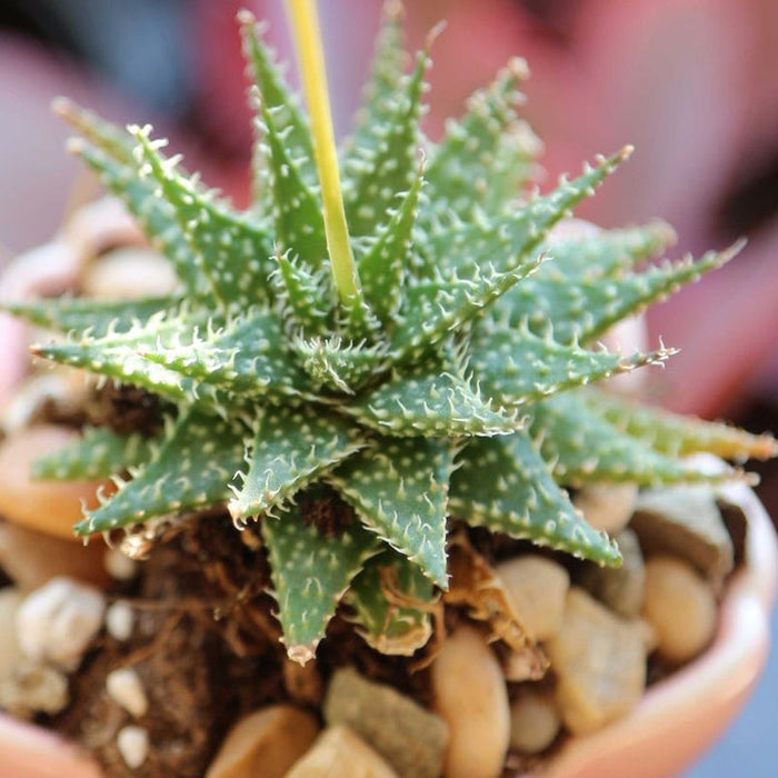 Aloe Descoingsii -Gift Plants