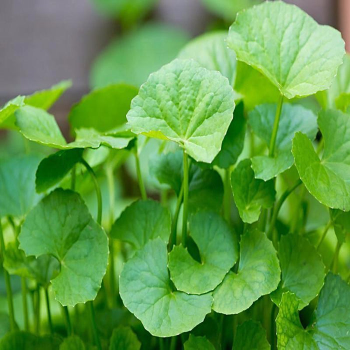 Centella asiatica / Brahmi Big Leaf - Herbs Plant