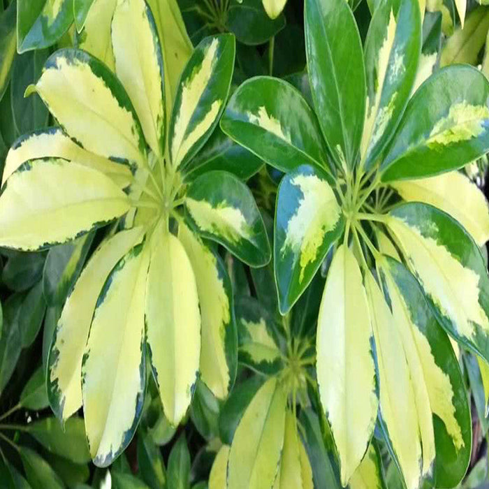 Schefflera Arboricola Variegated - Ornamental Shrubs