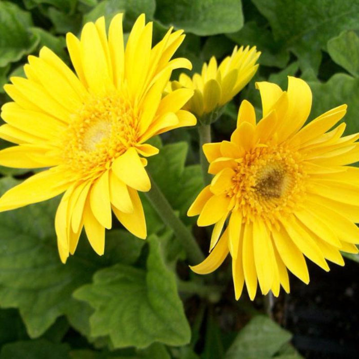 Gerbera Plant Yellow - Flowering Plants