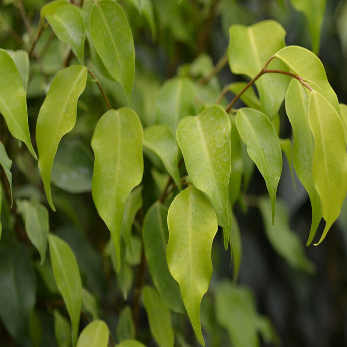 Ficus Benjamina Gold - Indoor/Outdoor Ornamental Plants