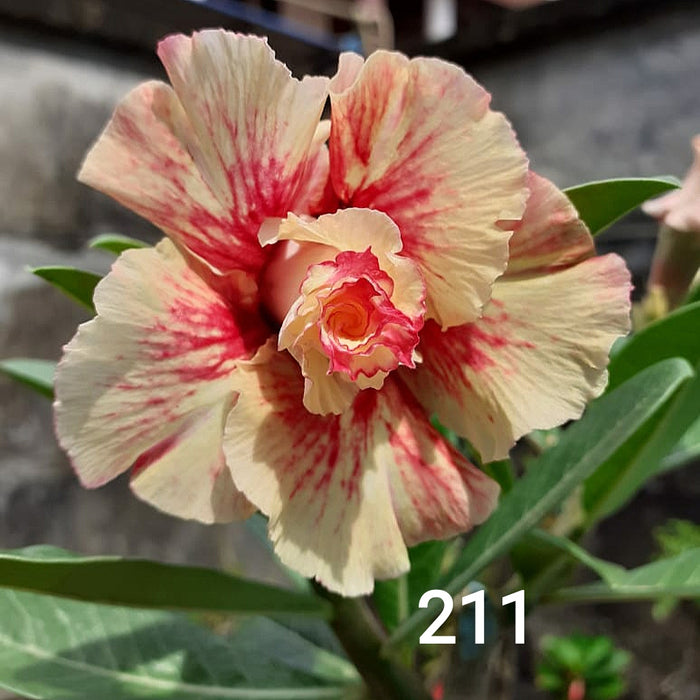 Buy Adenium Plant | Grafted Adenium Plant | Double Petal Grafted Adenium Plant | Adenium Plant Color PM211