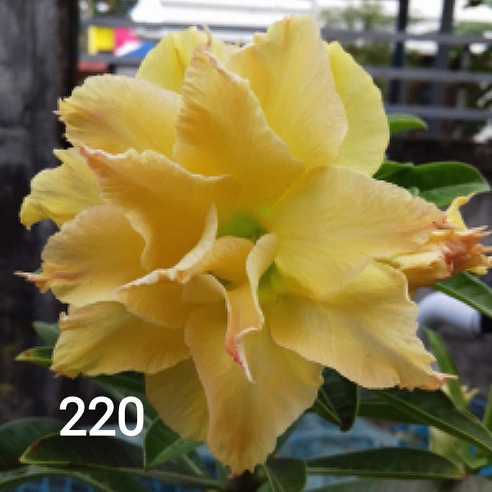 Buy Adenium Plant | Grafted Adenium Plant | Double Petal Grafted Adenium Plant | Adenium Plant Color PM220