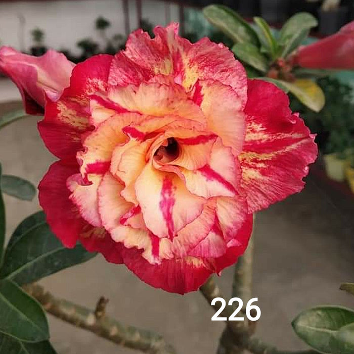 Buy Adenium Plant | Grafted Adenium Plant | Double Petal Grafted Adenium Plant | Adenium Plant Color PM226