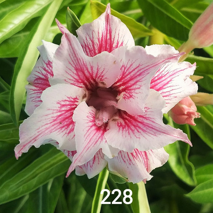 Buy Adenium Plant | Grafted Adenium Plant | Double Petal Grafted Adenium Plant | Adenium Plant Color PM228