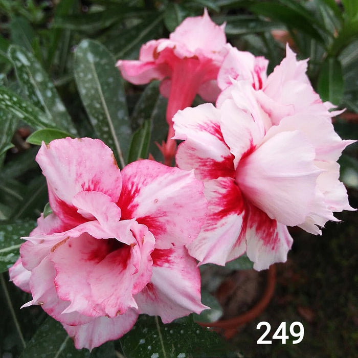 Buy Adenium Plant | Grafted Adenium Plant | Double Petal Grafted Adenium Plant | Adenium Plant Color PM249