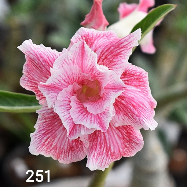 Buy Adenium Plant | Grafted Adenium Plant | Double Petal Grafted Adenium Plant | Adenium Plant Color PM251