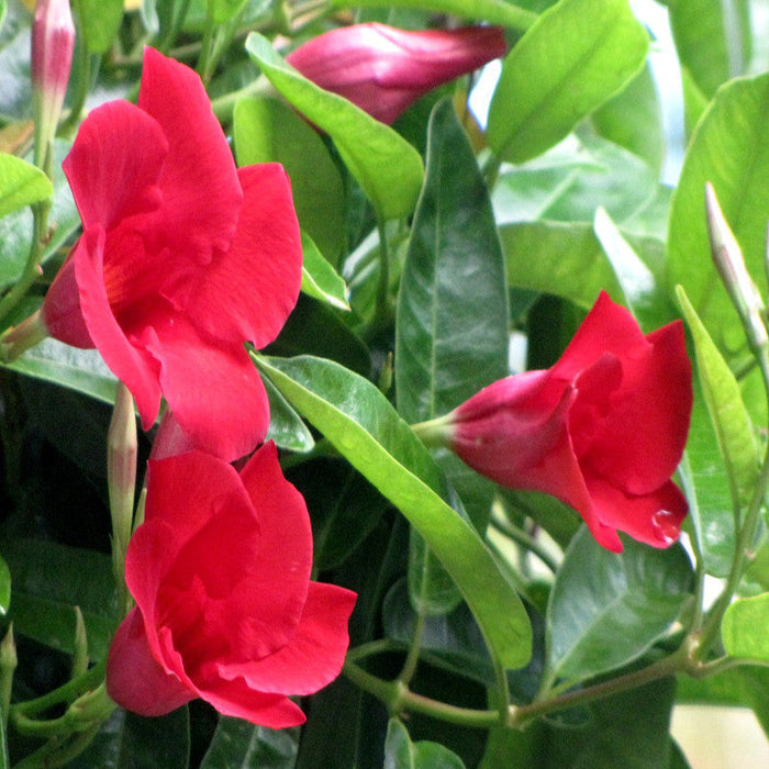 Mandevilla Red Single - Creepers & Climbers