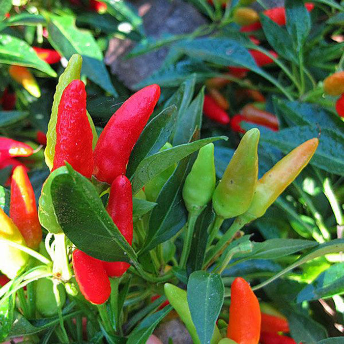 Ornamental Chilli/Pepper and Christmas Pepper -Spices