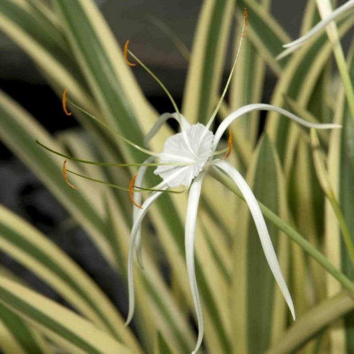 Variegated Spider Lily  - Flowering Plants