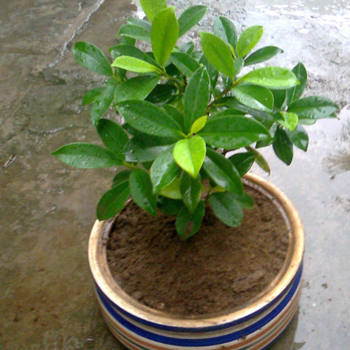 Ficus Panda - Indoor/Outdoor-Ornamental Plants