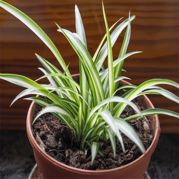 Chlorophytum comosum/Spider Plant - Indoor Air-Purifying