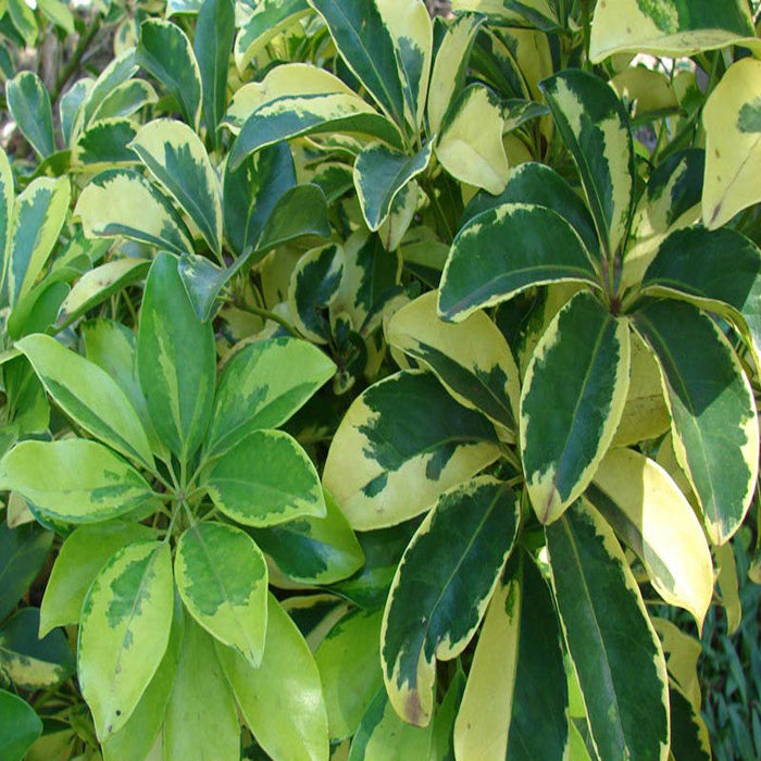 Schefflera Arboricola Variegated - Ornamental Shrubs