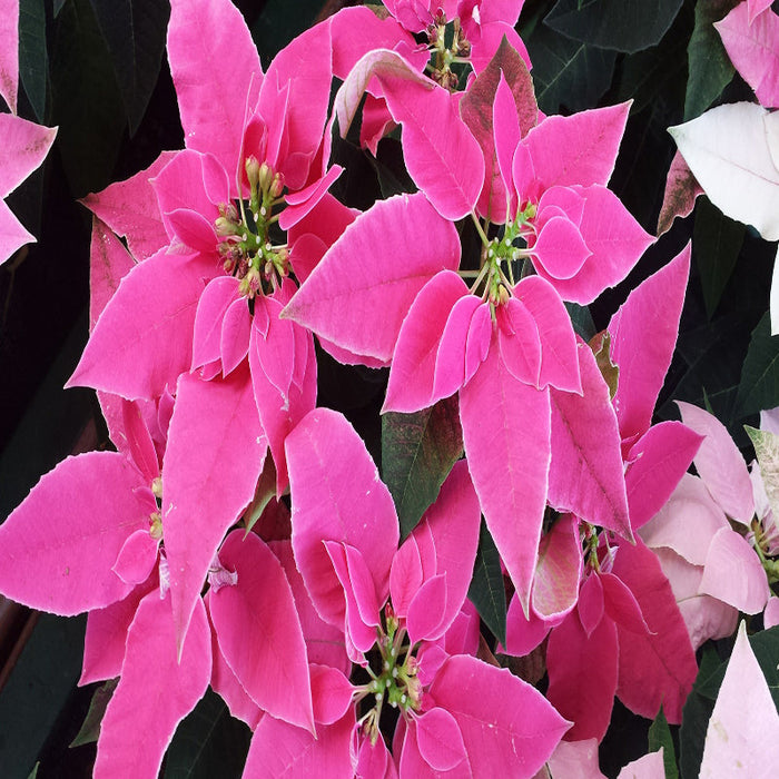 Poinsettia pink - SEASONALS