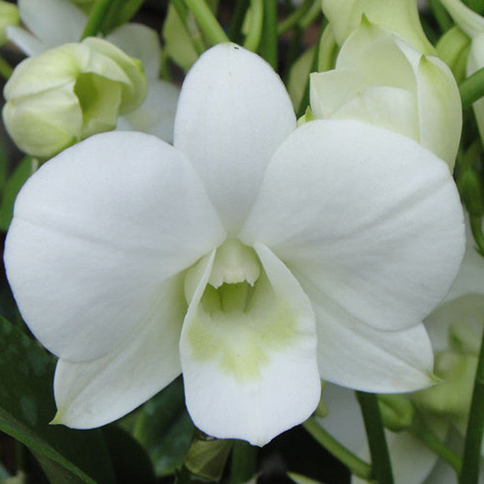 Dendrobium Orchid White - Flowering Plants