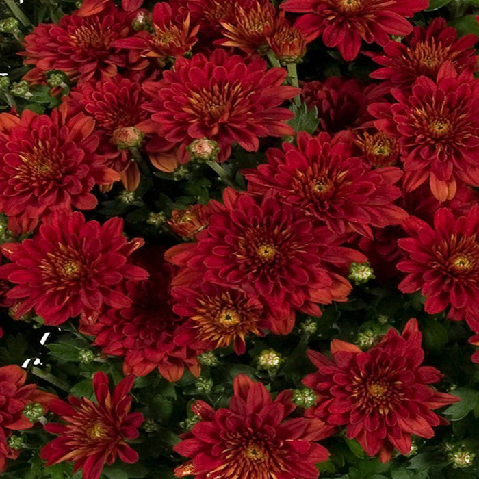 Chrysanthemum Dark Red - SEASONALS