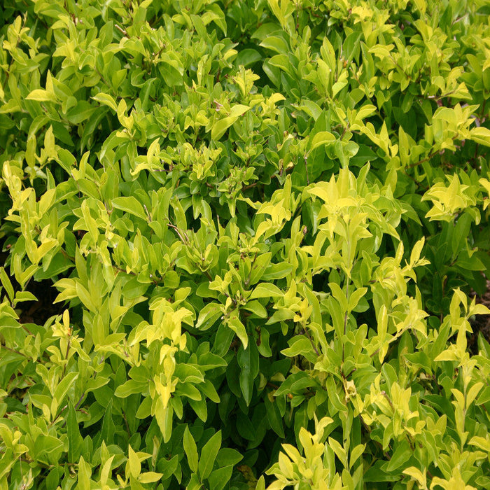 Golden Duranta - Ornamental Shrubs