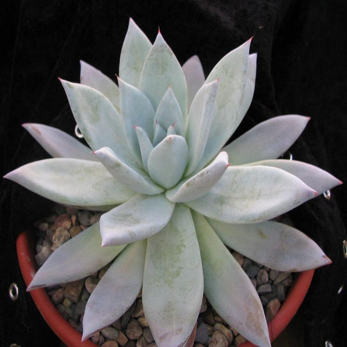 Echeveria 11-Gift Plants