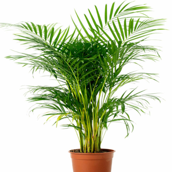 Areca Palm - Indoor/Outdoor Air-Purifying