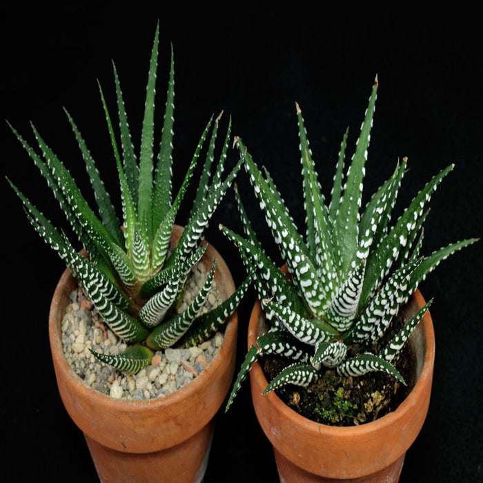 Haworthia zebra -Gift Plants