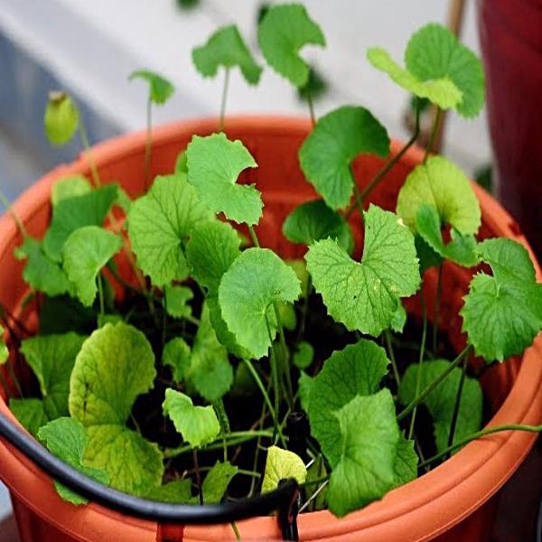 Centella asiatica / Brahmi Big Leaf - Herbs Plant