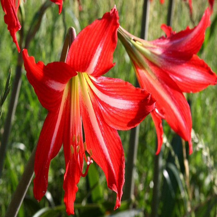 Amaryllis Lily Red - Flowering Plants