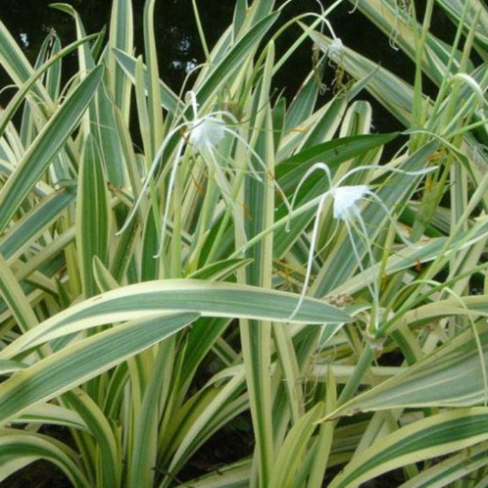 Variegated Spider Lily  - Flowering Plants