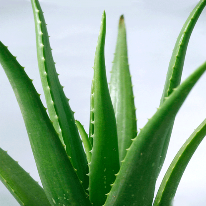 Aloe Vera - Indoor/Outdoor Plants