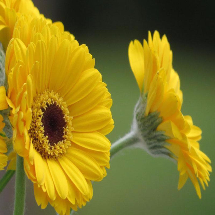 Gerbera Plant Yellow - Flowering Plants