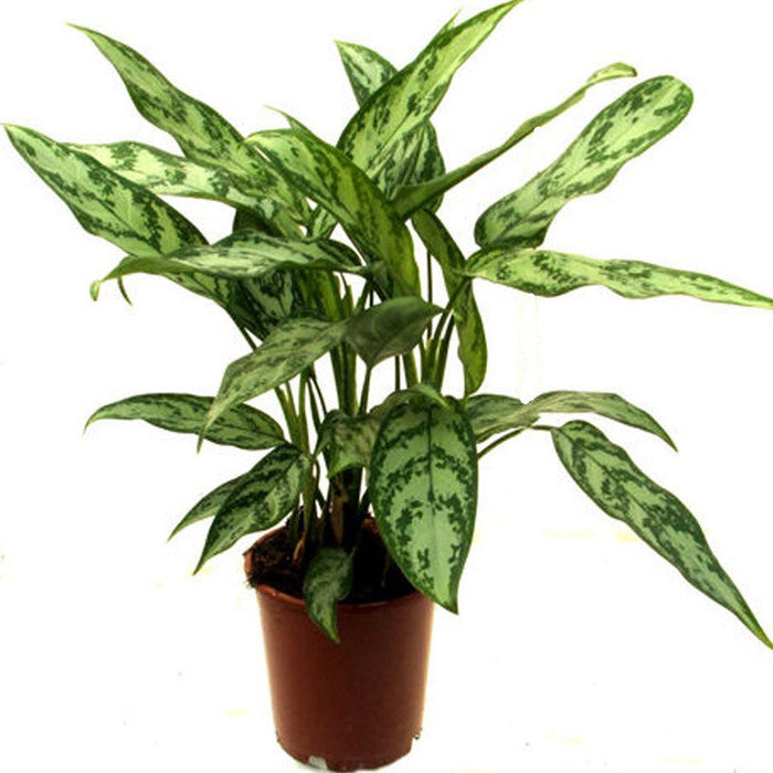 Aglaonema Malay Beauty - Indoor Plants