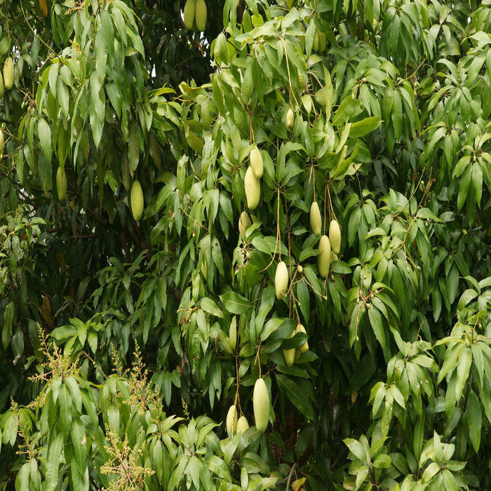 Mango Mallika(Grafted)- Fruit Plants & Tree