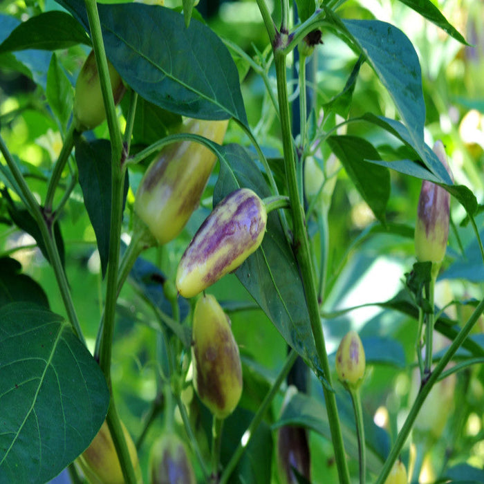 Ornamental Chilli/Pepper and Christmas Pepper -Spices