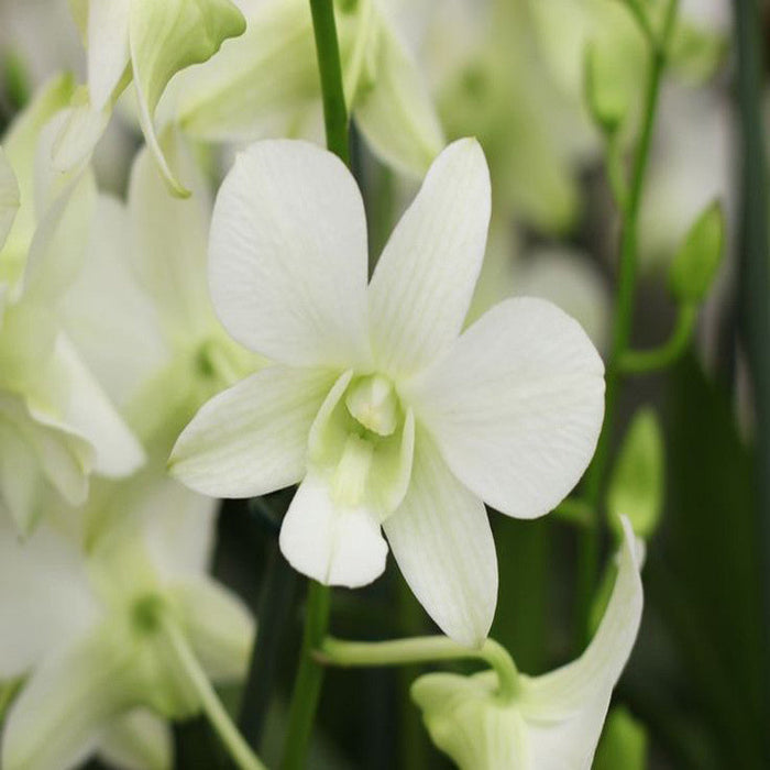 Dendrobium Orchid White - Flowering Plants