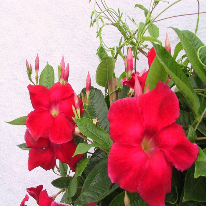 Mandevilla Red Single - Creepers & Climbers