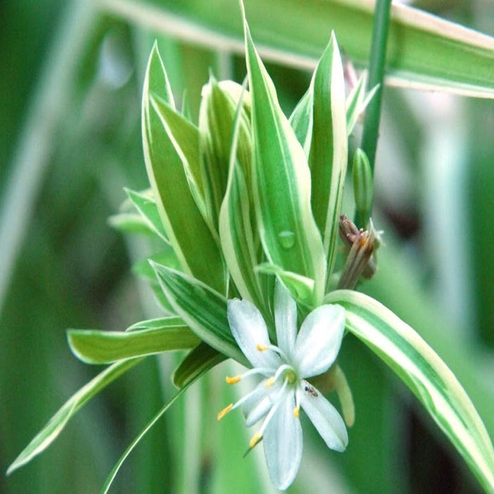 Chlorophytum comosum/Spider Plant - Indoor Air-Purifying