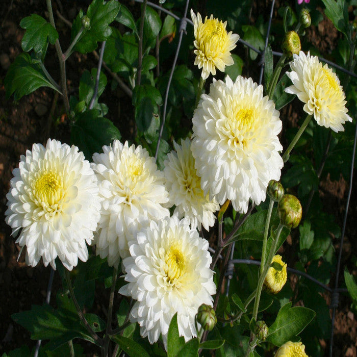 Chrysanthemum White - SEASONALS