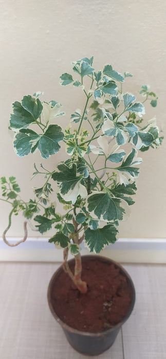 Aralia Snow Top - Indoor Plants