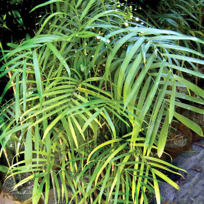 Chamaedorea Seifrizii/Bamboo Palm - Indoor Air-Purifying