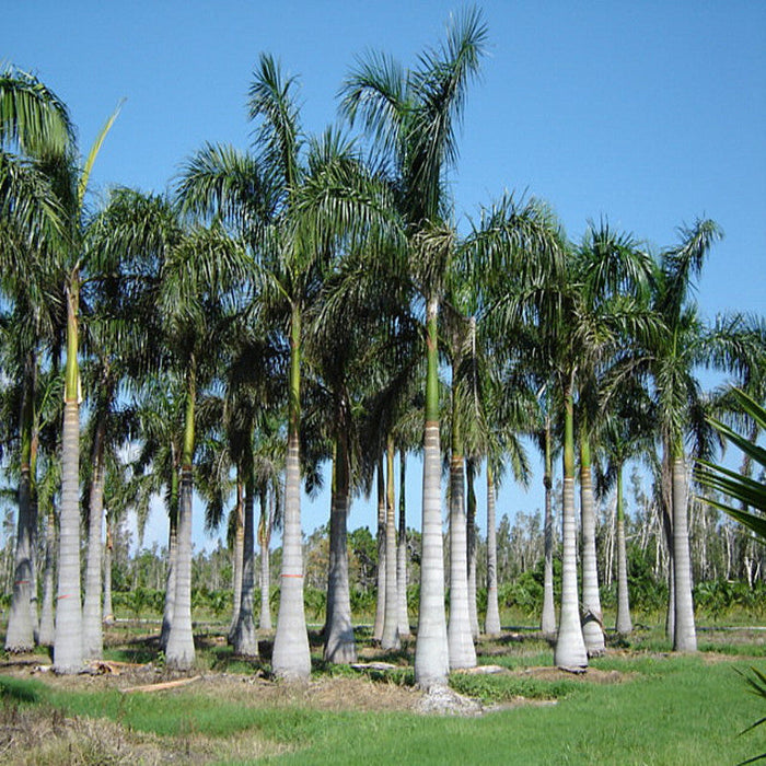 Royal Bottle Palm - Palms