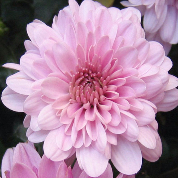 Chrysanthemum Pink - SEASONALS