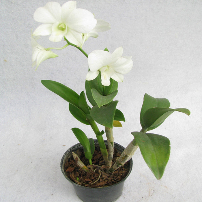 Dendrobium Orchid White - Flowering Plants