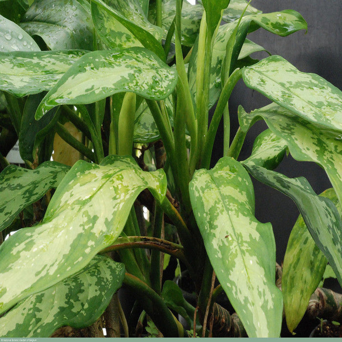 Aglaonema Malay Beauty - Indoor Plants