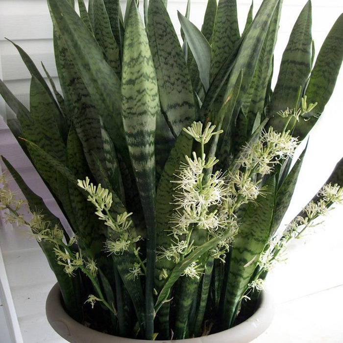 Sansevieria/Snake Plant-Green - Indoor/Outdoor Plants