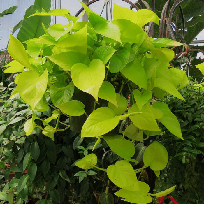 Money Plant Golden - Indoor Air-Purifying