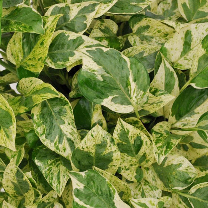 Money Plant Variegated - Indoor Plants