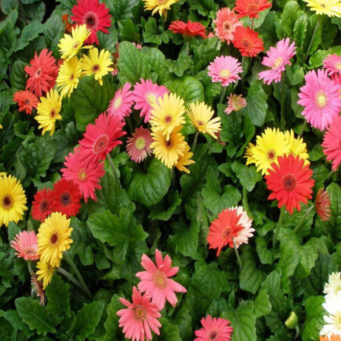 Gerbera Plant Yellow - Flowering Plants