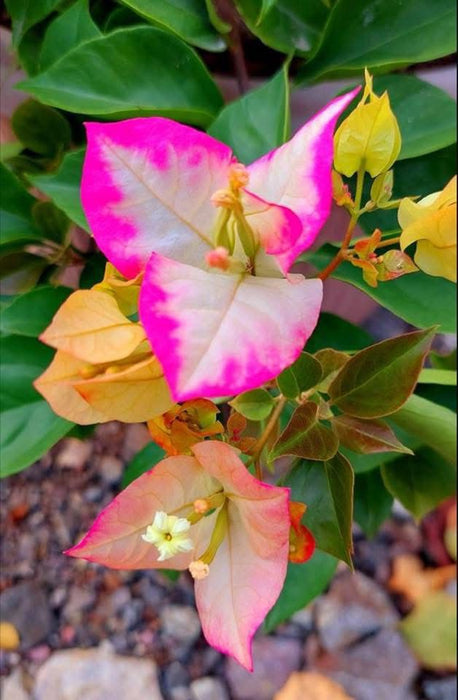 Seven Star Bougainvillea Plant (White) – Evergreen Flowering Ornamental Plant for Garden & Balcony