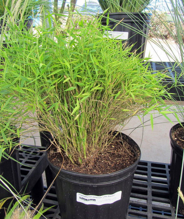 Bamboo grass Green - Ornamental Plants